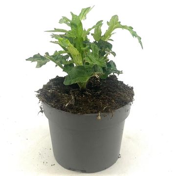 Echinops bannaticus 'Taplow Blue'