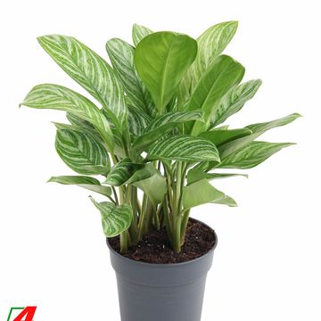 Aglaonema 'Stripes'