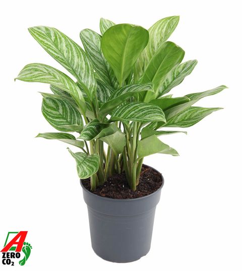 Aglaonema 'Stripes'