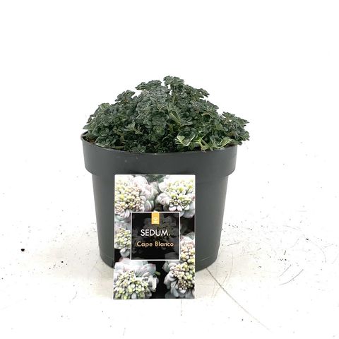 Sedum spathulifolium 'Cape Blanco'