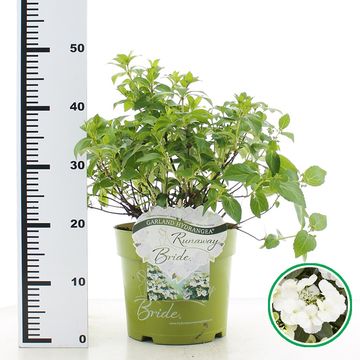 Hydrangea RUNAWAY BRIDE