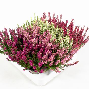 Calluna vulgaris GARDEN GIRLS MIX
