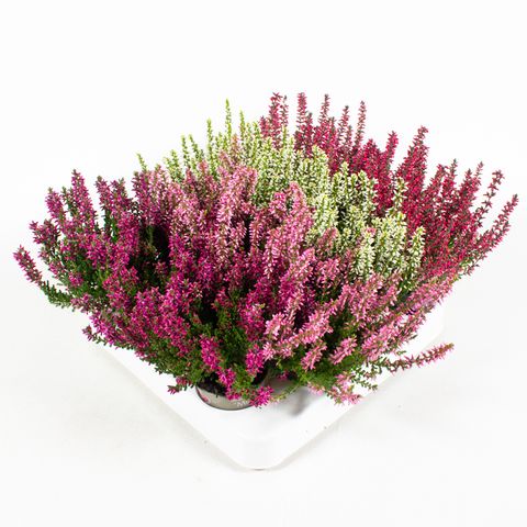 Calluna vulgaris GARDEN GIRLS MIX