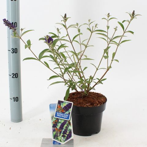 Buddleja davidii 'Блэк Найт'