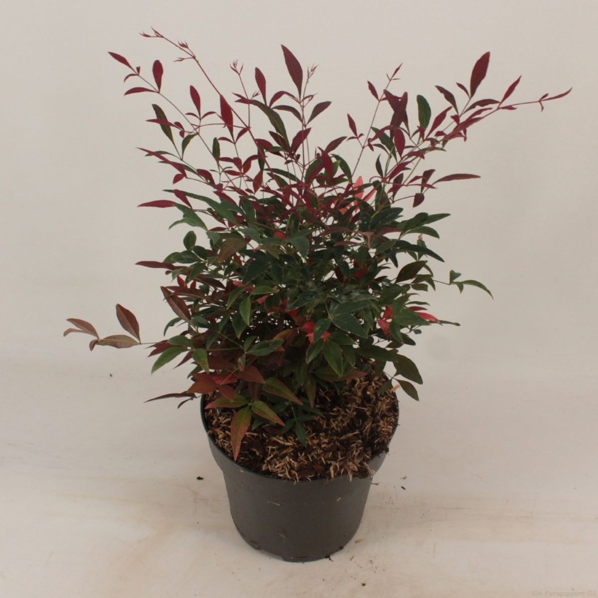 Nandina domestica OBSESSED / OBSESSION — Plant Wholesale FlorAccess