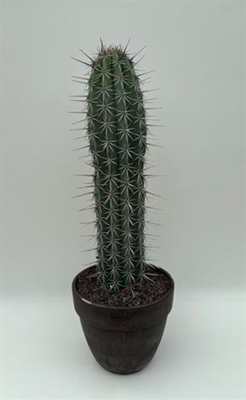 Pachycereus weberi
