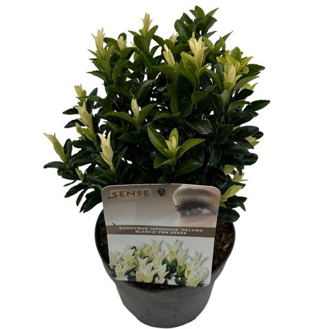 Euonymus japonicus PALOMA BLANCA