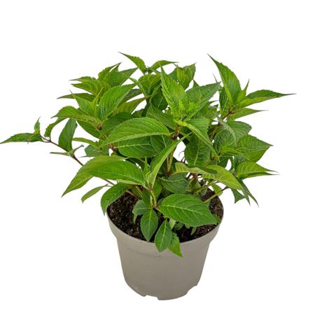 Hydrangea serrata MORNING GLORY