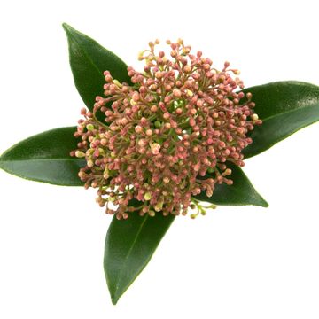 Skimmia japonica 'Marlot'