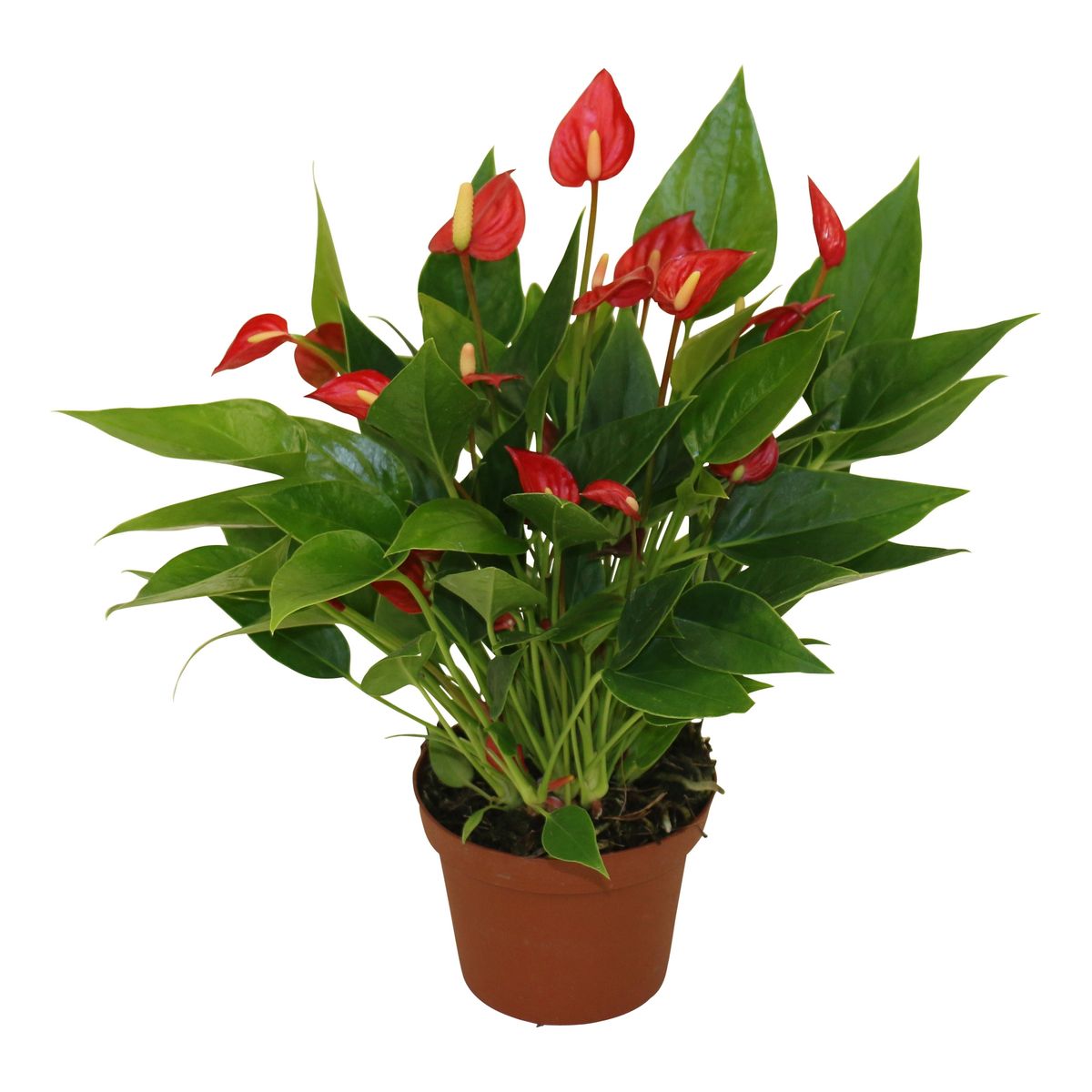 Anthurium MILLION FLOWERS RED — Plant Wholesale FlorAccess