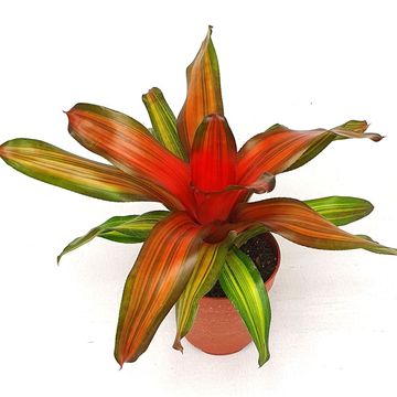 Neoregelia 'Freddie'