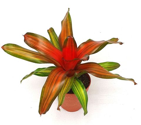 Neoregelia 'Freddie'