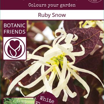 Loropetalum chinense RUBY SNOW