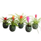 Bromelia MIX