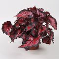 Begonia BELEAF INCA NIGHT