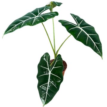 Alocasia micholitziana 'Frydek Variegata'