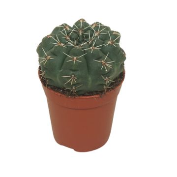 Gymnocalycium baldianum