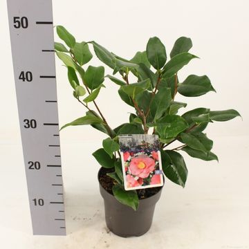 Camellia japonica 'R.L. Wheeler'
