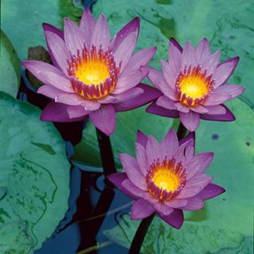 Nymphaea 'King of the Blues'