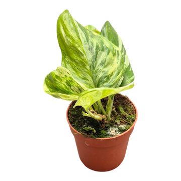 Scindapsus treubii 'Tricolor'