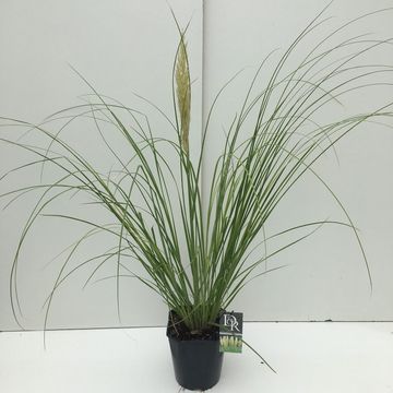 Cortaderia selloana MINIPAMPAS