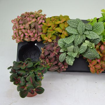 Fittonia MIX