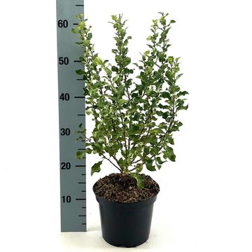 Chaenomeles speciosa RED KIMONO