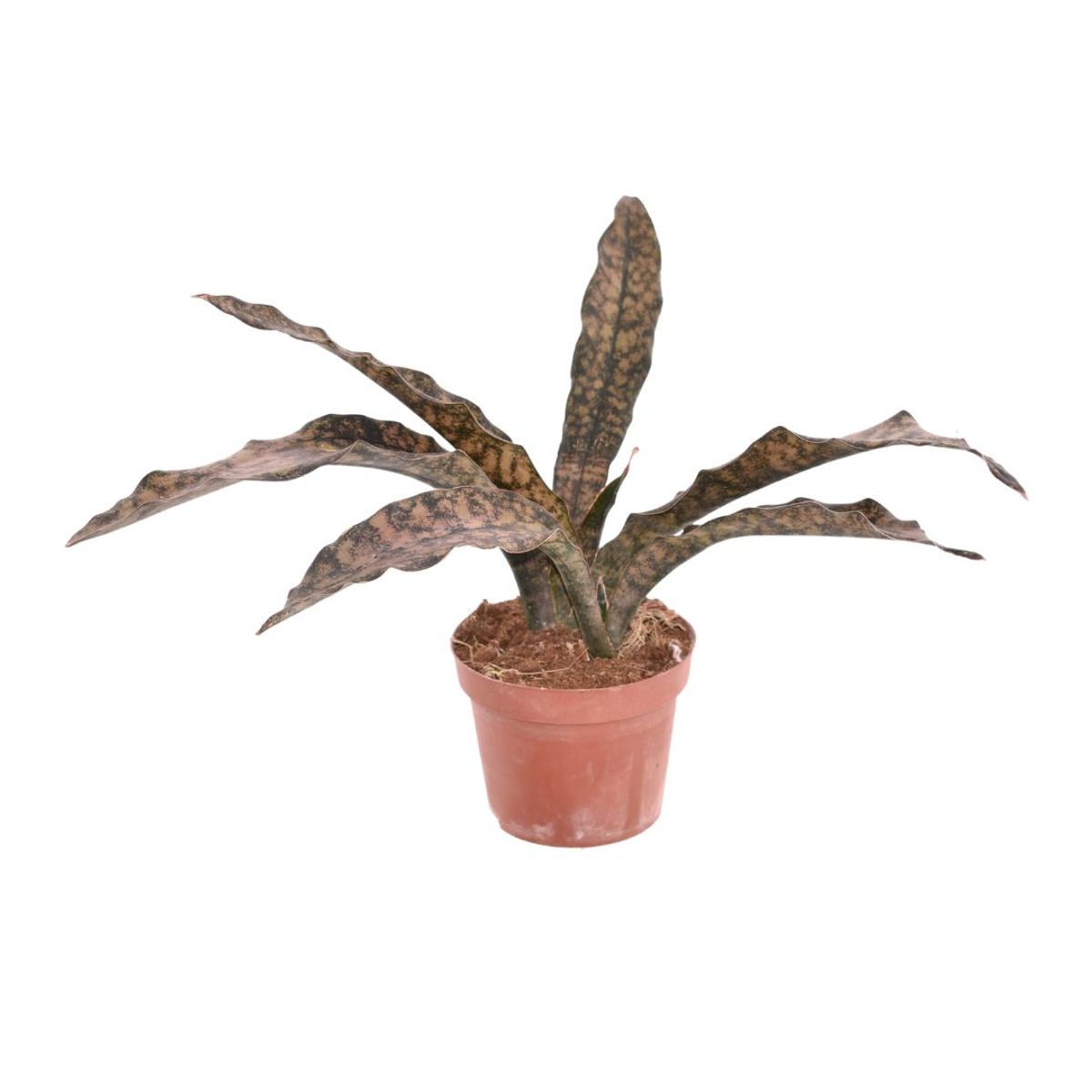 Sansevieria kirkii 'Coppertone'  Pflanzengrohandel FlorAccess