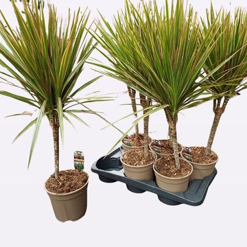 Dracaena marginata 'Bicolor'