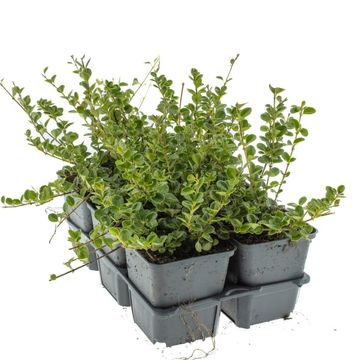 Lonicera crassifolia 'Little Honey'