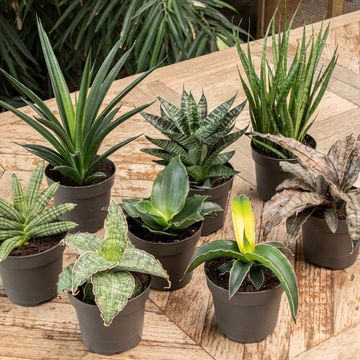 Sansevieria 'Star Canary'