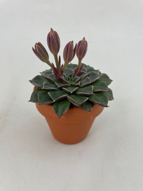 Graptopetalum bellum