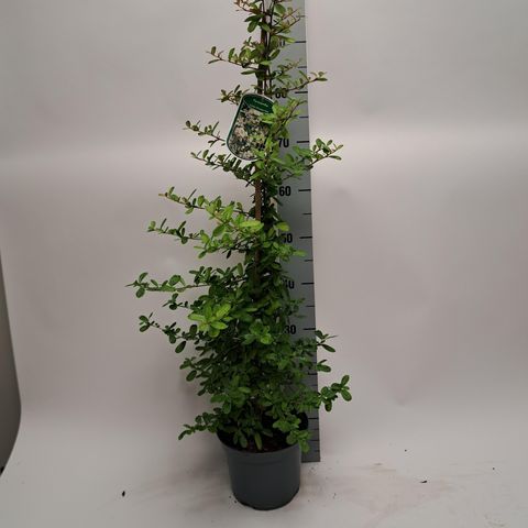 Pyracantha 'Golden Paradise'