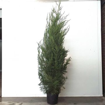 x Cupressocyparis leylandii 'Tweeduizendéén'