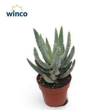 Aloe dichotoma