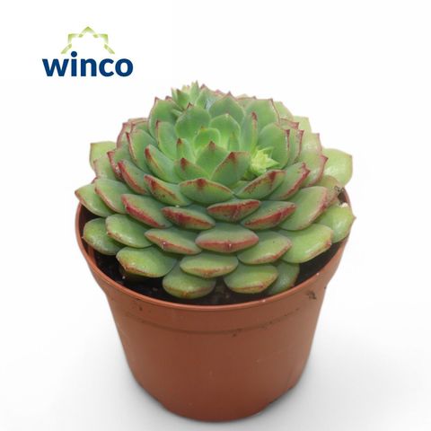 Echeveria 'Ramillette'