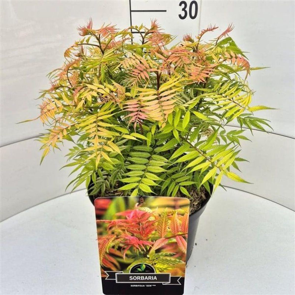 Sorbaria sorbifolia 'Sem'  Plant Wholesale FlorAccess