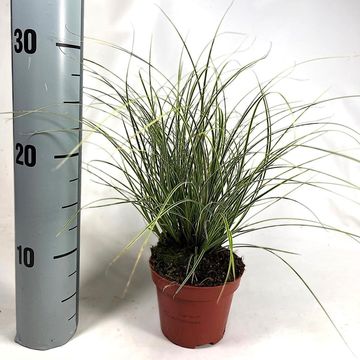 Carex brunnea 'Jubilo'