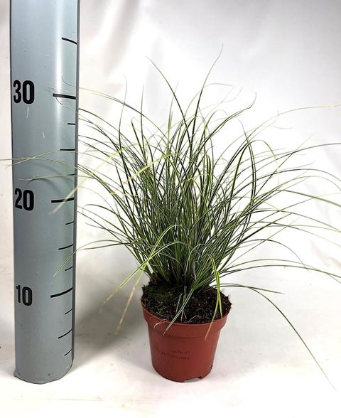 Carex brunnea 'Jubilo'
