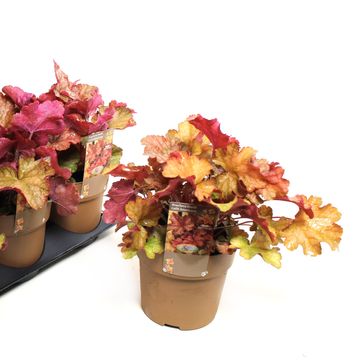 Heuchera WORLD CAFFÉ AMERICANO