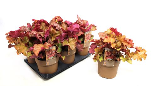 Heuchera WORLD CAFFÉ AMERICANO