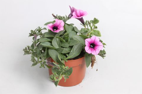 Petunia SURFINIA PURPLE VEIN