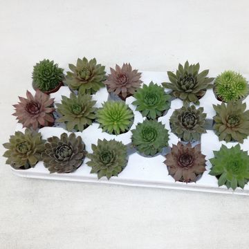 Sempervivum MIX