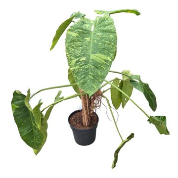 Filodendron 'Jose Buono'