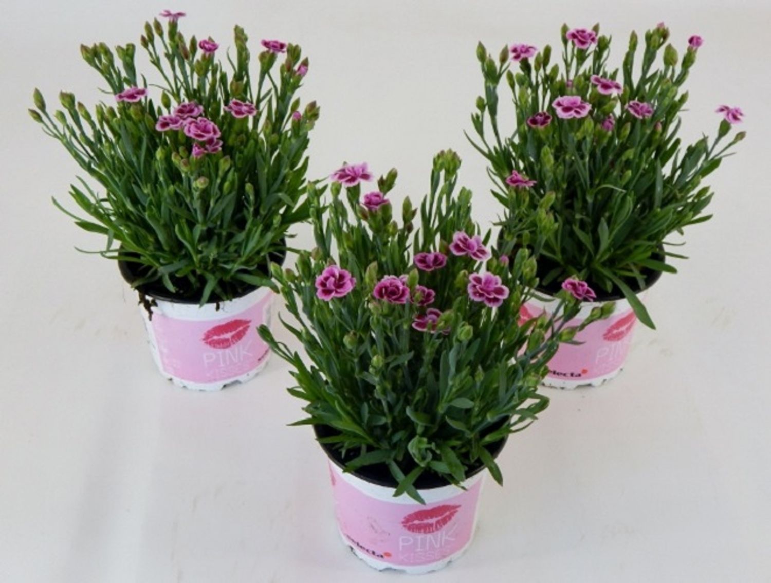 Dianthus PINK KISSES — Plant Wholesale FlorAccess