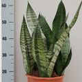 Sansevieria trifasciata 'Hahnii'