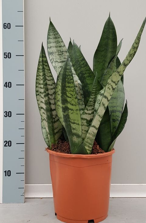 Sansevieria trifasciata 'Hahnii'