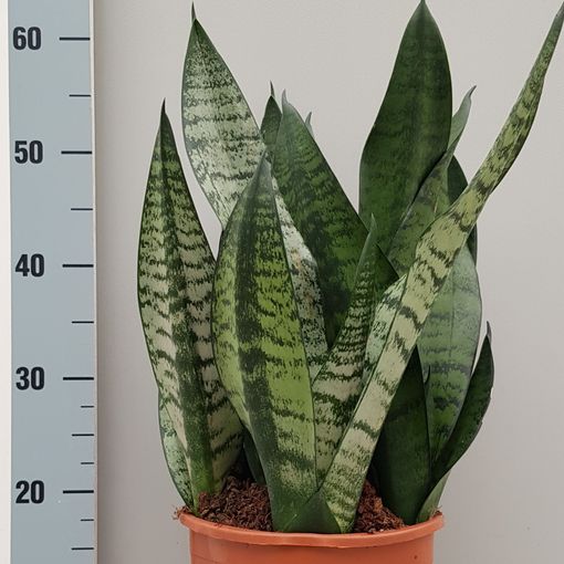 Sansevieria trifasciata 'Hahnii'