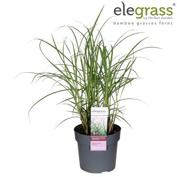 Miscanthus sinensis 'Ferner Osten'