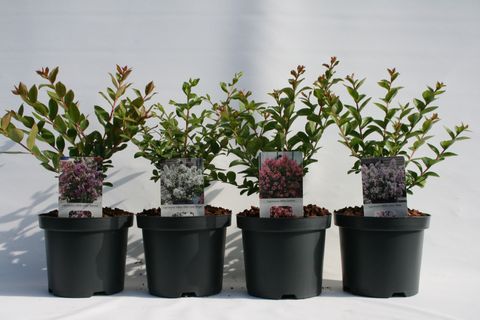 Lagerstroemia indica MIX